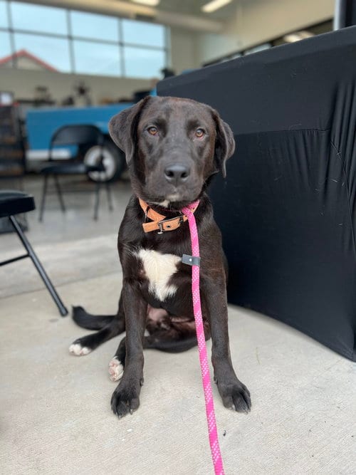 Photo of Jack, adoptable Labrador Retriever in Bangs, Texas