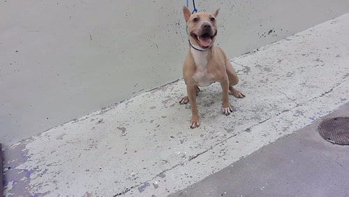 Photo of Lady, adoptable Staffordshire Bull Terrier in Houston, Texas