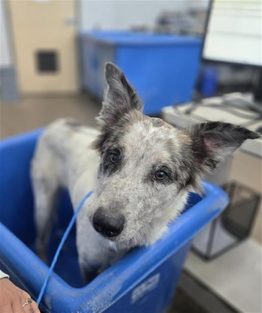 Photo of Catalina, adoptable Mixed Breed