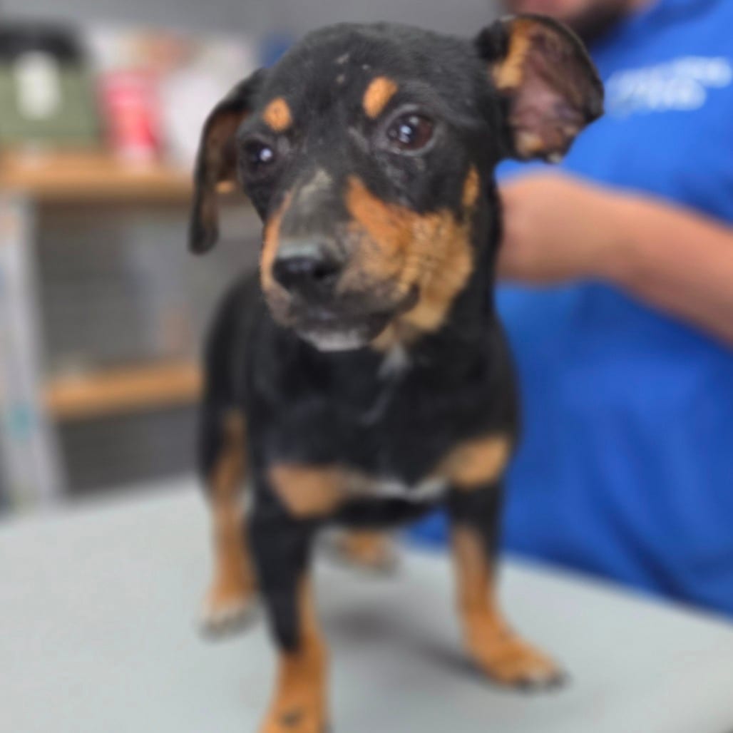 Photo of Princess Dela Cruz - City of Industry Location, adoptable Dachshund / Pinscher, Miniature