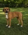 Photo of Gnocchi, adoptable Labrador Retriever in Enfield, Connecticut