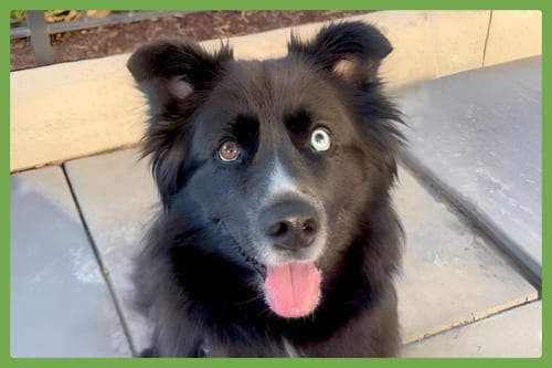 Photo of Ollie, adoptable Siberian Husky in Amherst, Massachusetts