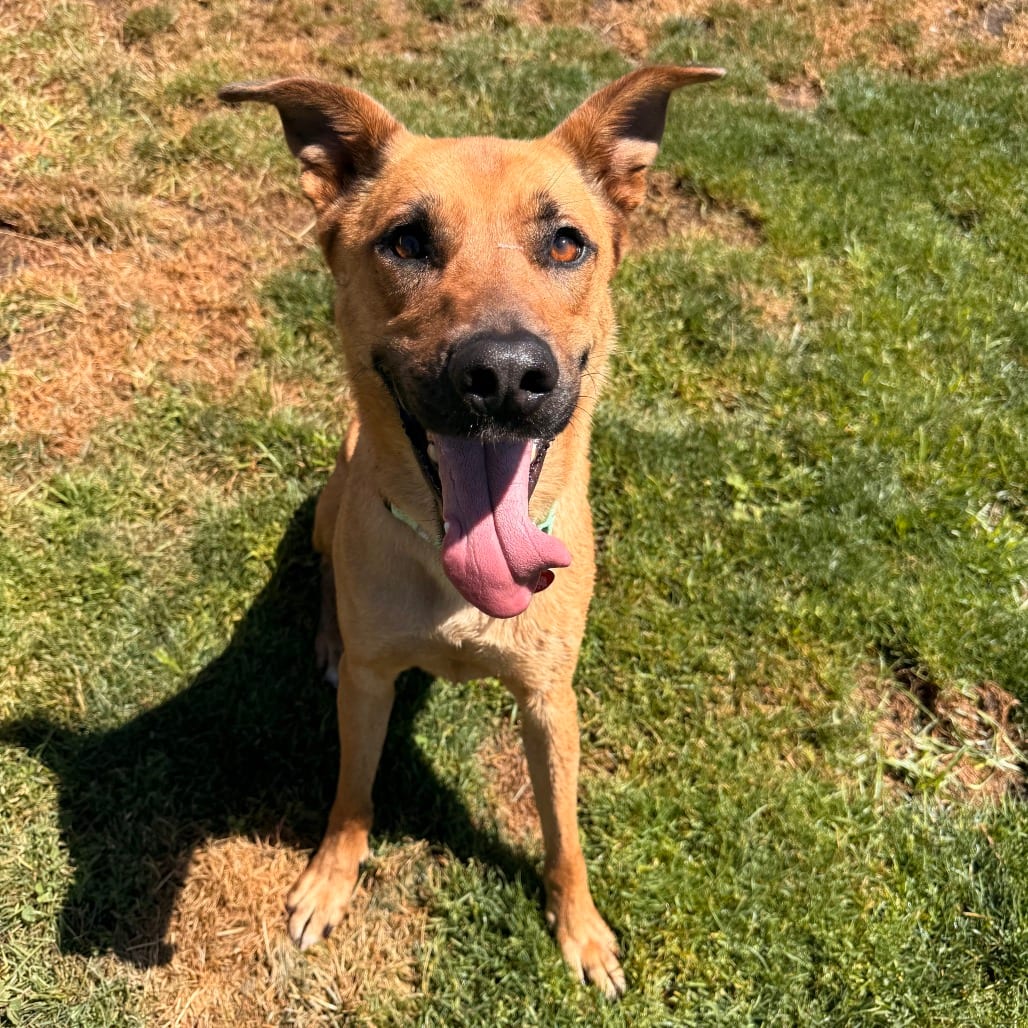 Photo of Rolo, adoptable Mixed Breed (Large) in Medford, Oregon