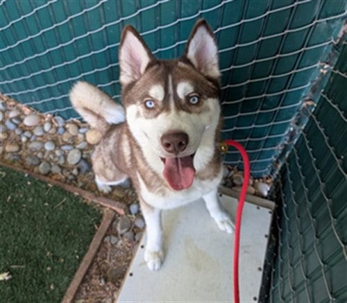 Photo of Ice Bear, adoptable Siberian Husky in Antioch, California