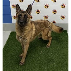Photo of Syrex, adoptable German Shepherd Dog in Land O'Lakes, Florida