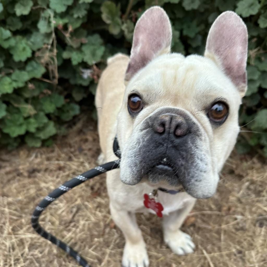 Photo of Frankie, adoptable Bulldog, French in Oceanside, California