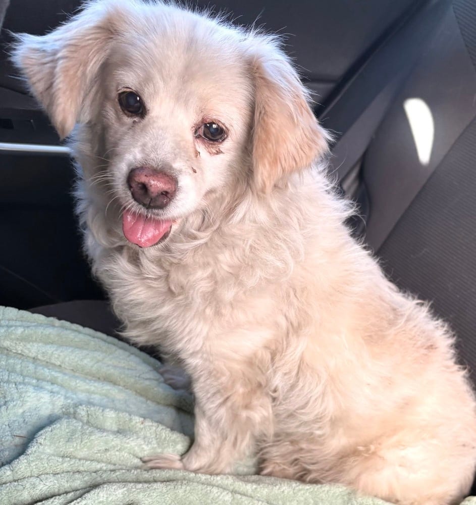 Photo of Marshmallow, adoptable Spaniels (Medium) in Eugene, Oregon
