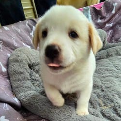 Photo of Shade, adoptable Husky Labrador Retriever in Frederick, Maryland
