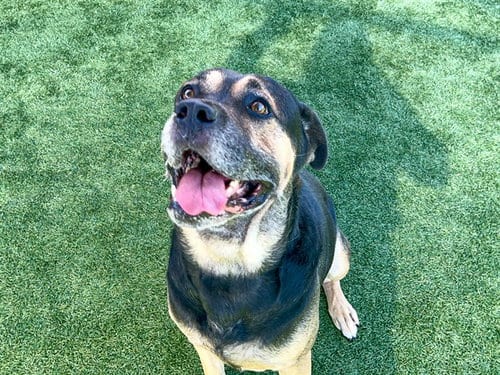 Photo of Mystic Man, adoptable Rottweiler in Orange, California