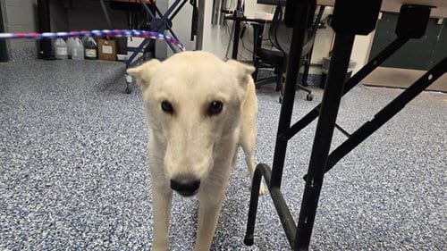Photo of Lightning, adoptable Siberian Husky in Thousand Palms, California