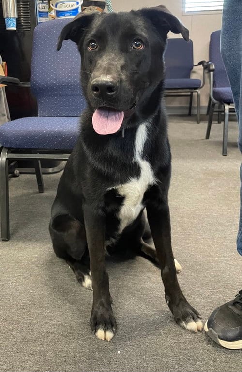 Photo of Fig, adoptable Labrador Retriever in El Centro, California