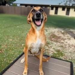 Photo of Carrot 1983, adoptable Anatolian Shepherd Mixed Breed (Medium) in Loxahatchee, Florida