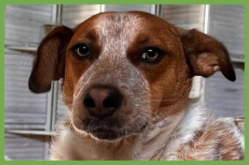 Photo of Tex, adoptable Australian Cattle Dog/Blue Heeler in Amherst, Massachusetts