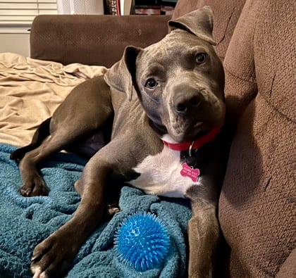 Photo of Dino, adoptable dog in Atlanta, Georgia