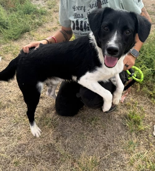 Photo of SPONSOR ME - Nicholas, adoptable Border Collie in Grafton, Wisconsin