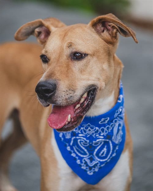 Photo of Max, adoptable German Shepherd Dog in Miami, Florida