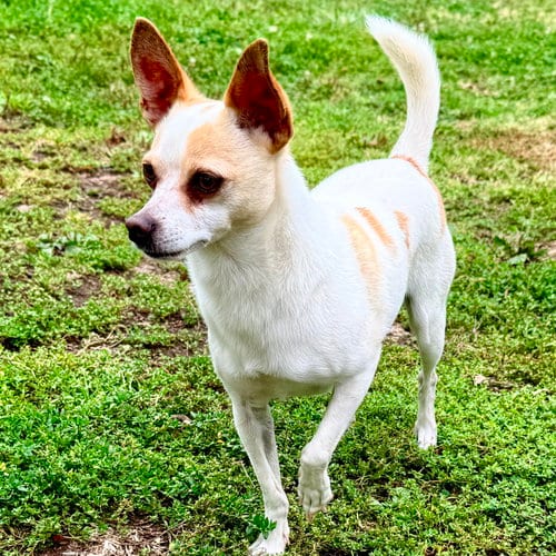 Photo of Pete, adoptable Chihuahua in Oakland, California