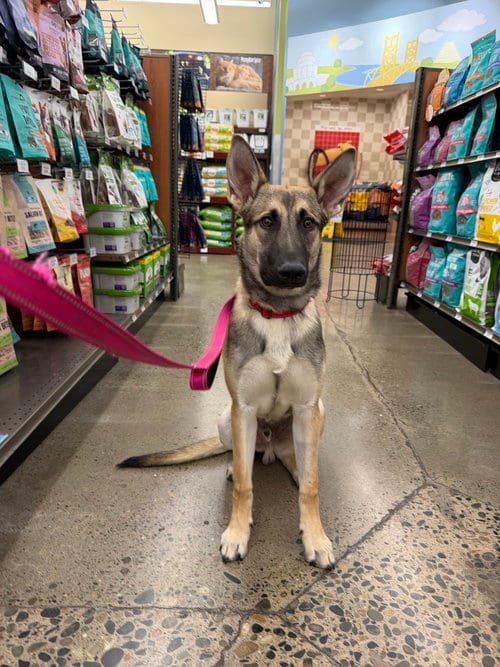 Photo of Joey, adoptable German Shepherd Dog in West Sacramento, California