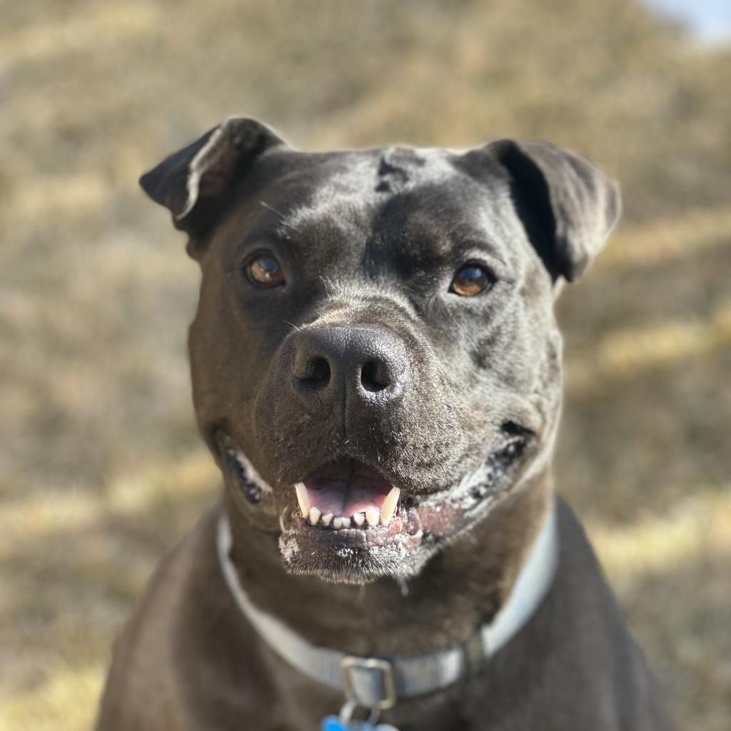 Photo of Myrtle, adoptable Chinese Shar-Pei / Mix in Kanab, Utah