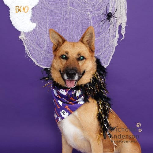 Photo of Faith, adoptable German Shepherd Dog in Corona, California