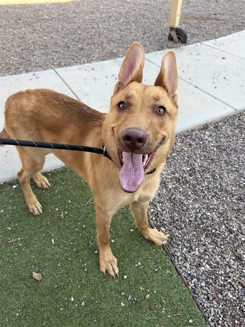 Photo of Orla, adoptable German Shepherd Dog in Phoenix, Arizona
