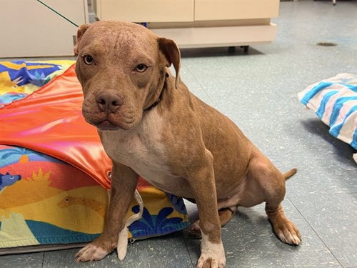 Photo of Jelly, adoptable Staffordshire Bull Terrier in St. Cloud, Florida