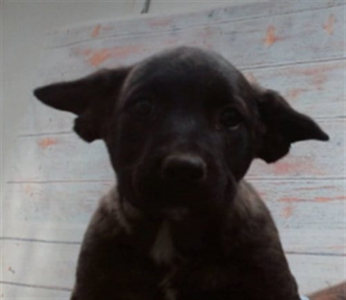 Photo of Bruce, adoptable Labrador Retriever in San Bernardino, California