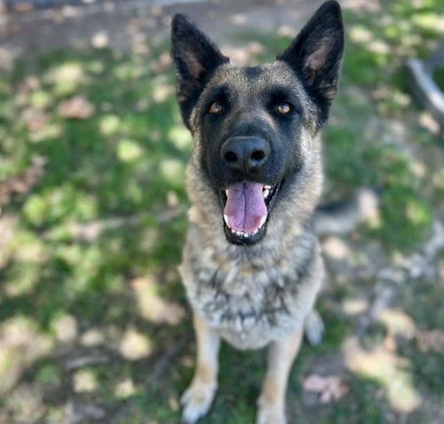 Photo of Marsha, adoptable German Shepherd Dog in Riverside, California