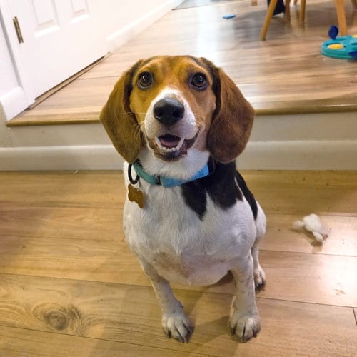 Photo of Sophie, adoptable Beagle in Seattle, Washington