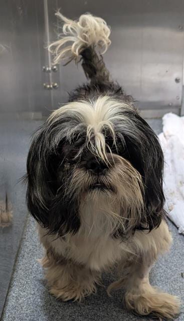 Photo of Coconut, adoptable Mixed Breed