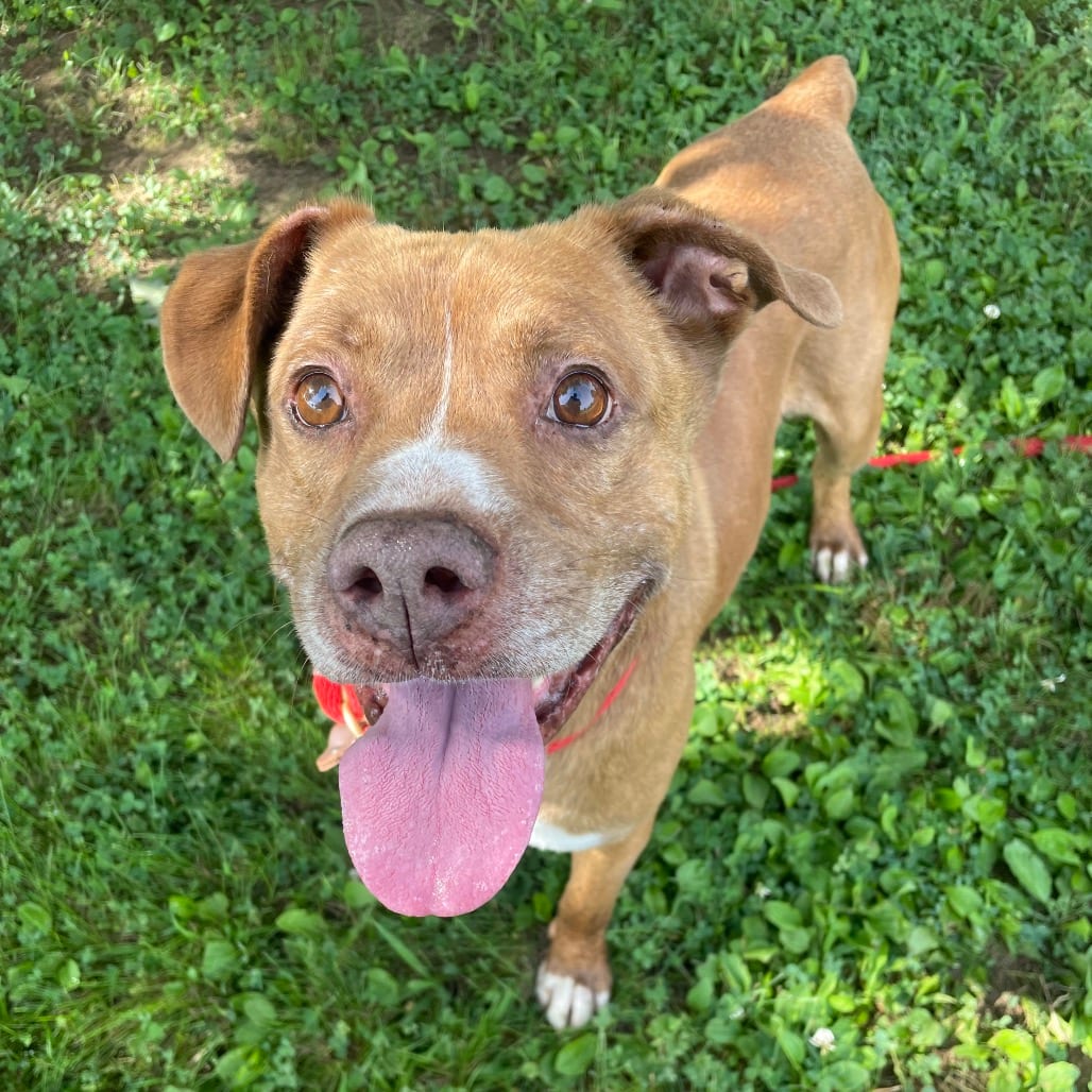 Photo of Buck, adoptable Mixed Breed (Medium) in Chattanooga, Tennessee