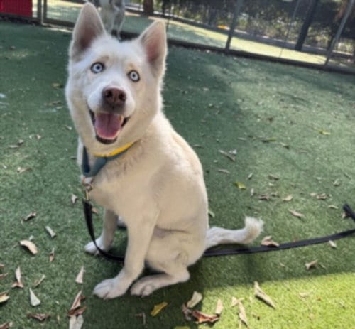 Photo of Suzanna, adoptable Husky in Van Nuys, California