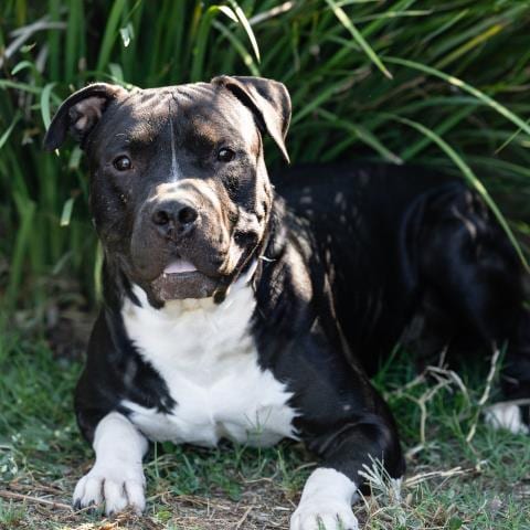 Photo of Luke, adoptable Pit Bull Terrier in Camarillo, California