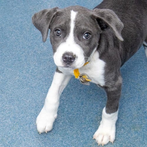 Photo of Pedro, adoptable Pit Bull Terrier in Maryland, Missouri