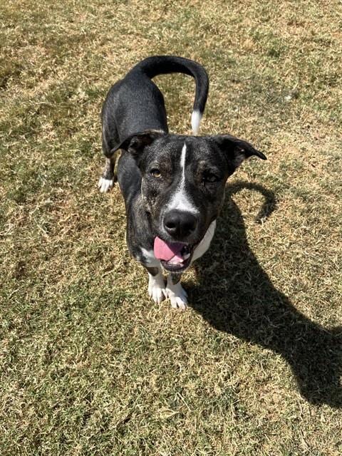 Photo of Captain Sniff, adoptable German Shepherd Dog in Killeen, Texas