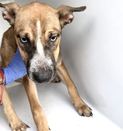 Photo of A661404, adoptable Labrador Retriever in Houston, Texas