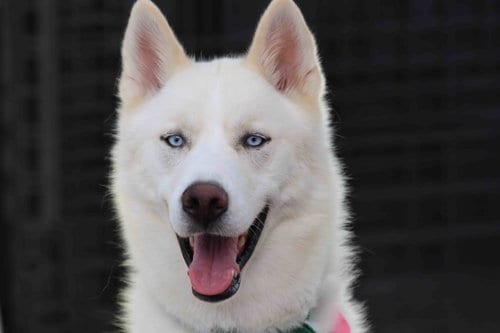 Photo of Blast, adoptable Siberian Husky in Walnut Creek, California