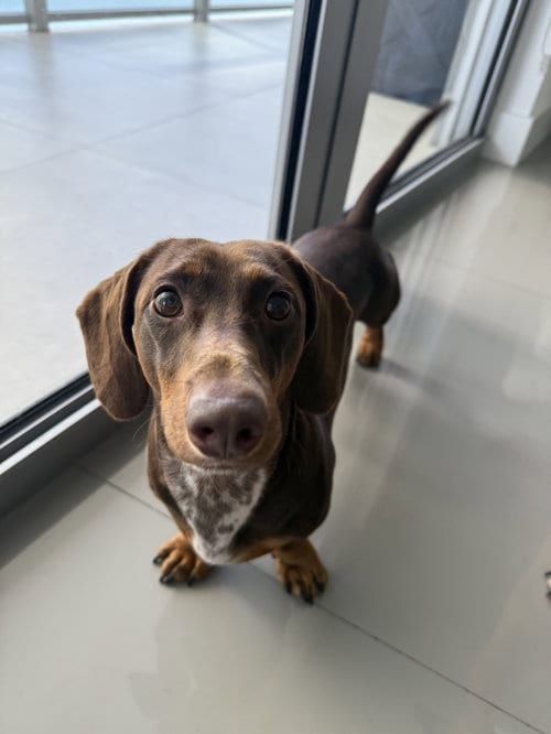 Photo of Mylo (in Miami, FL), adoptable Dachshund in Brookfield, Maryland