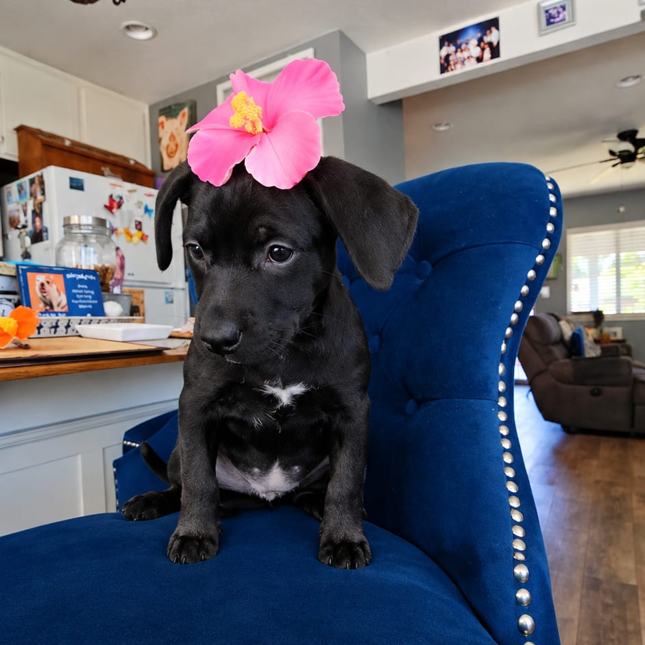Photo of Karol G, adoptable Bulldog, French in California, California