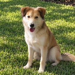 Photo of Sky 6490, adoptable Golden Retriever Husky in Loxahatchee, Florida