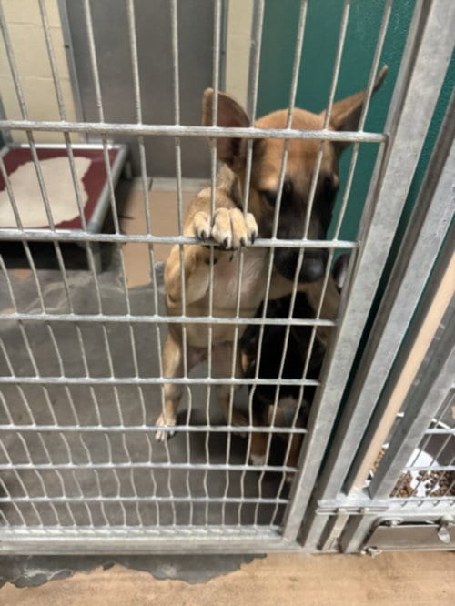 Photo of Stormy, adoptable German Shepherd Dog in Texas City, Texas