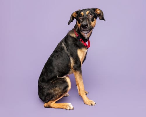 Photo of Jessica, adoptable German Shepherd Dog in Durham, North Carolina