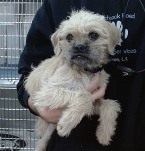 Photo of Waffles, adoptable Pug in Salinas, California