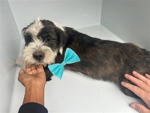 Photo of A663659, adoptable Miniature Schnauzer in Houston, Texas