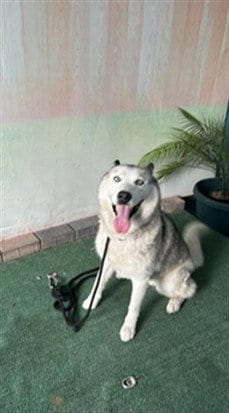 Photo of Snow, adoptable Siberian Husky in Baldwin Park, California