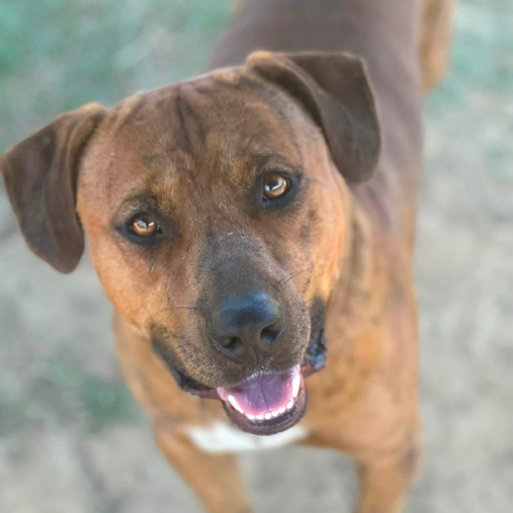 Photo of Brownie, adoptable Mountain Cur / Mix in Marshall, Texas