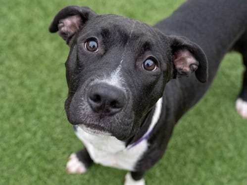 Photo of Edgar, adoptable Pit Bull Terrier in Denver, Colorado