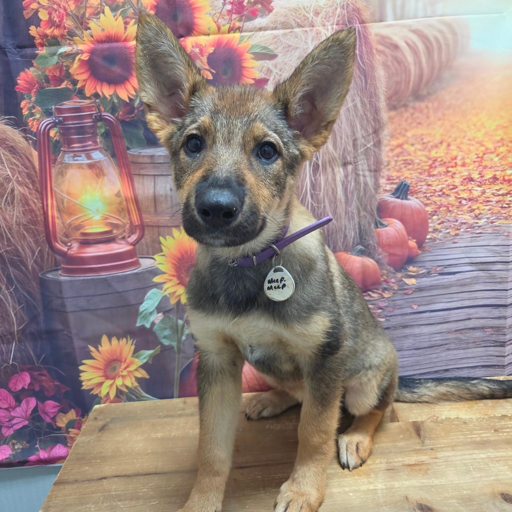 Photo of Meep-Meep, adoptable Shepherd, German / Mixed Breed (Large) in Normal, Illinois
