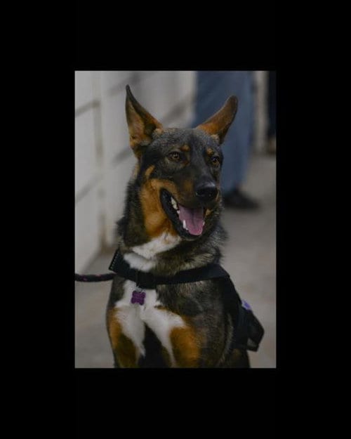 Photo of Tyson, adoptable German Shepherd Dog in Albuquerque, New Mexico