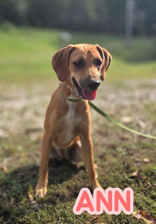 Photo of Ann, adoptable Hound in Westwood, New Jersey
